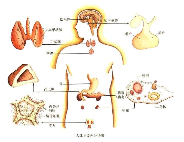 【乌金石产品介绍】疏通微循环就选乌金石沙棘雪莲插图3 【乌金石产品介绍】疏通微循环就选乌金石沙棘雪莲插图3